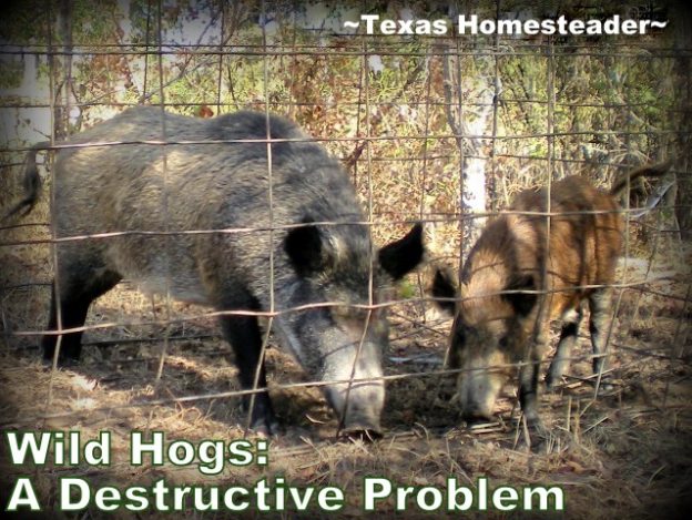 Trapping Wild Hogs Pork In The Freezer Texas Homesteader