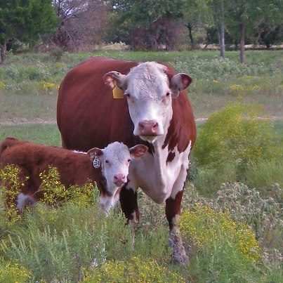 Help others by being a mentor. Pay it forward when you can. #TexasHomesteader