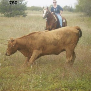 Untame cattle crash through fences and must go. Temporary Stocker cows Offer flexibility on the ranch. More animals when the grass is plentiful, less during drought. #TexasHomesteader