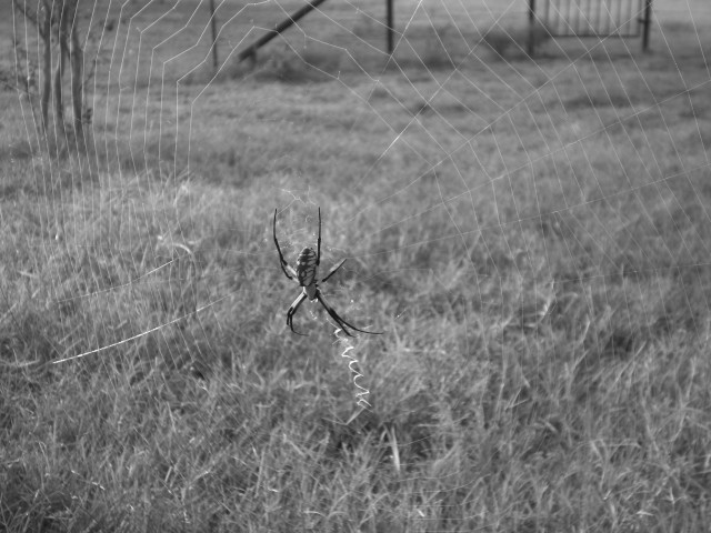 Spider and spider web. #TexasHomesteader