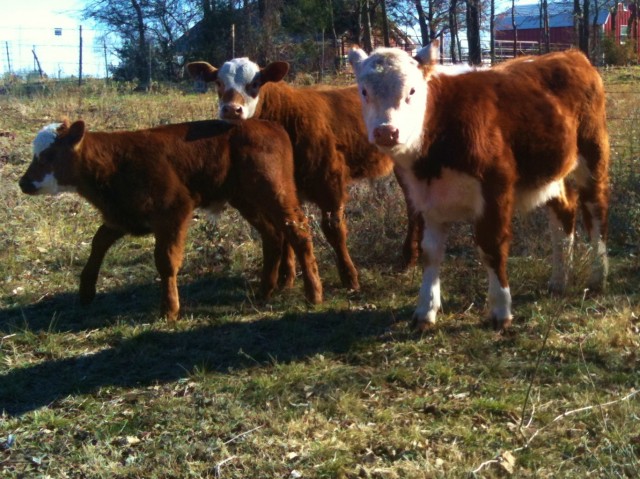 Pushing a baby calf where you want it to go is like trying to push cooked spaghetti across the table in a straight line. LOL #TexasHomesteader