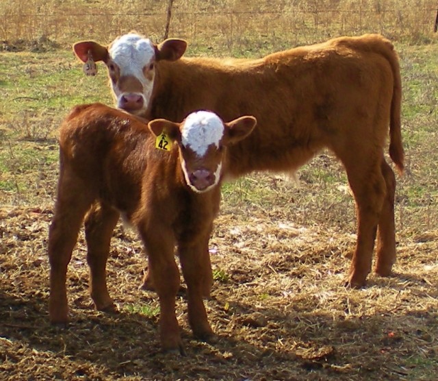 Baby calf cuteness. #TexasHomesteader