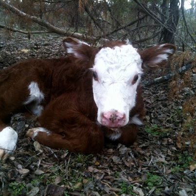 New calf born. #TexasHomesteader