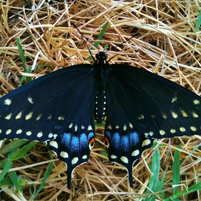 Wordless Wednesday: Winged Beauty. This butterfly is simply beautiful! #TexasHomesteader