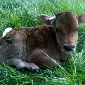 Each spring we purchase 3-4 bottle calves to raise - Lots of work but we love it! #TexasHomesteader