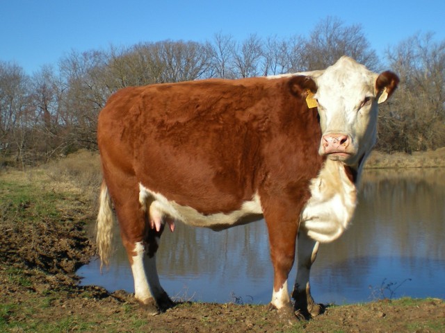 Using A.I. we know exactly when our cow was bred, and when that calve will be born. Our cow is almost ready to calve! #TexasHomesteader