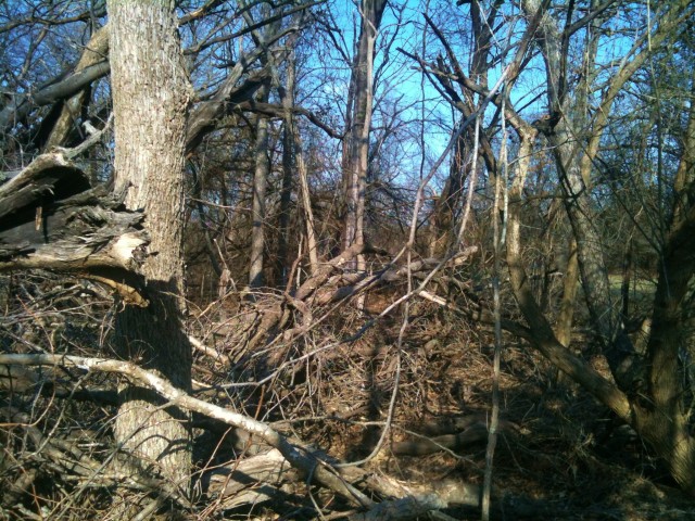 Drought has caused many of our trees to die. And lots of those trees are Honey Locust with long thorns. Time to clean up. #TexasHomesteader