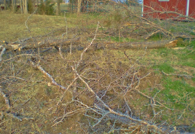 down limbs. Drought has caused many of our trees to die. And lots of those trees are Honey Locust with long thorns. Time to clean up. #TexasHomesteader