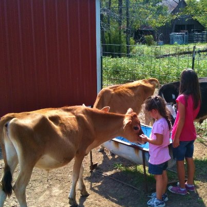 Our grandchildren feeding baby bottle calves. #TexasHomesteader