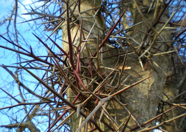 Drought has caused many of our trees to die. And lots of those trees are Honey Locust with long thorns. Time to clean up. #TexasHomesteader