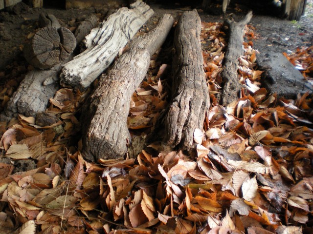 Old Bois d'Arc wood posts are repurposed throughout the Homestead. #TexasHomesteader