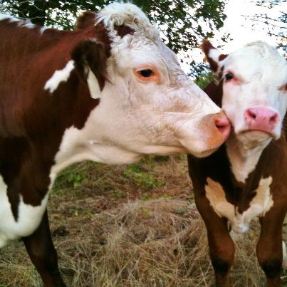 There's more to weaning calves than separating calf from dam. Preparation starts a couple of weeks before the separation ever happens. #TexasHomesteader