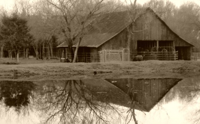 D'ya ever wonder what it looks like inside an 1880's barn? Well come along with me for a tour of the inside! #TexasHomesteader