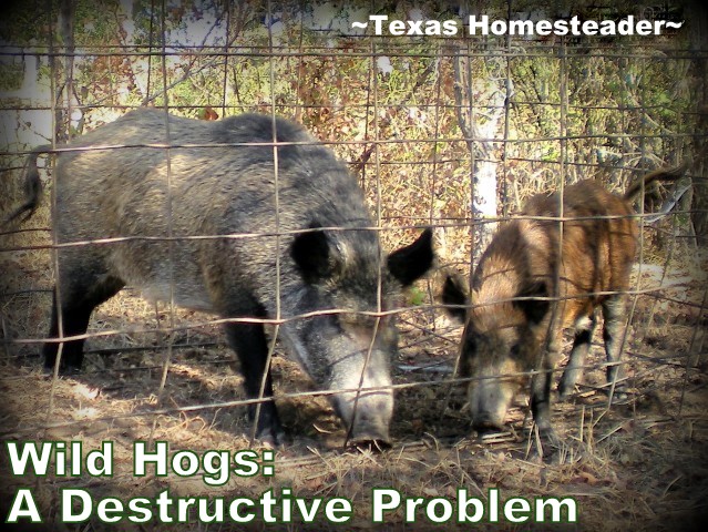 Wild hogs are destructive & plentiful. But they're just escaped domestic pigs - they're pork! See how we successfully trap them #TexasHomesteader