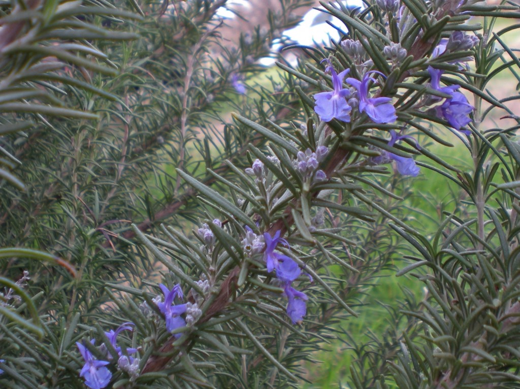 Taylor-Made Ranch Rosemary