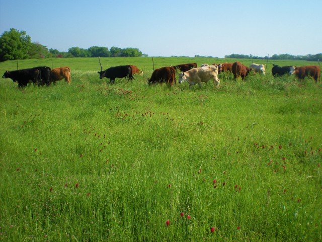 Temporary Stocker cows Offer flexibility on the ranch. More animals when the grass is plentiful, less during drought. #TexasHomesteader