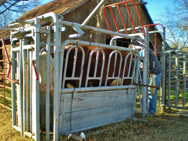 keeping cattle healthy. Being a farmer or rancher is a labor of love. #TexasHomesteader