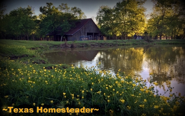 Most of our Northeast Texas property is very lush and green, easily growing plants & trees. #TexasHomesteader