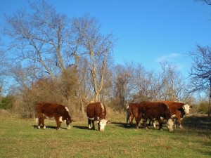 Newborn calves are so cute, and we love our newest baby Hereford calf. We utilize both A.I. as well as natural breeding here. #TexasHomesteader