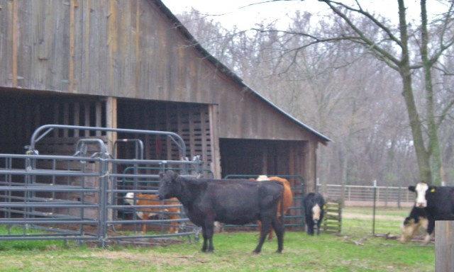 Temporary Stocker cows Offer flexibility on the ranch. More animals when the grass is plentiful, less during drought. #TexasHomesteader