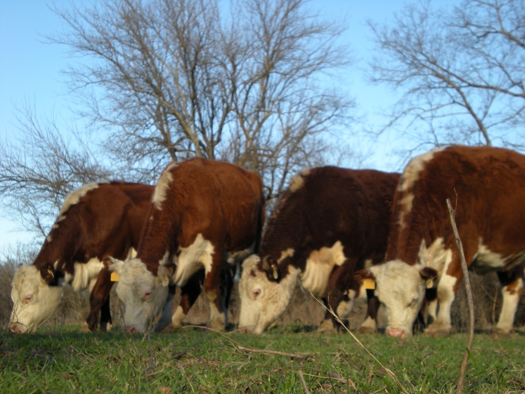 Taylor-Made Ranch Chorus Line