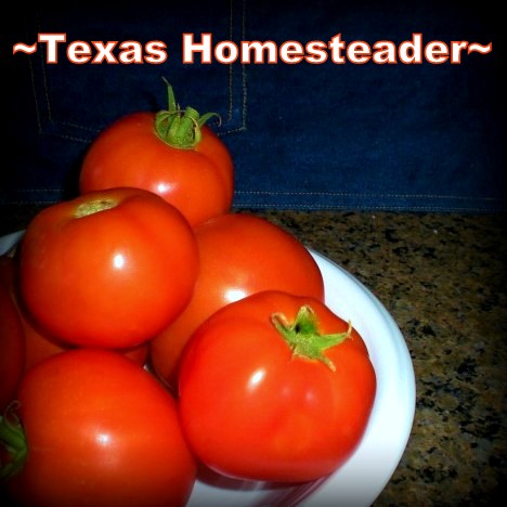 Fresh tomatoes from our Texas vegetable garden. #TexasHomesteader