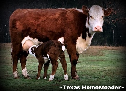 Mama cow, baby calf. A day on the homestead includes chicken care, garden, calves - and more! Come with me to see what a day on our Texas homestead looks like #TexasHomesteader