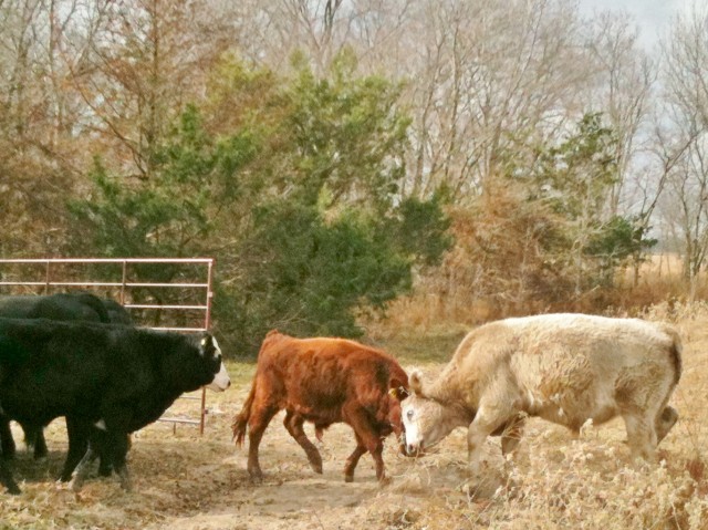 fighting steers. Make hay while the sun shines. Days and times on a Texas ranch. #TexasHomesteader