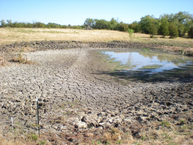 Pond water drying up during drought. #TexasHomesteader
