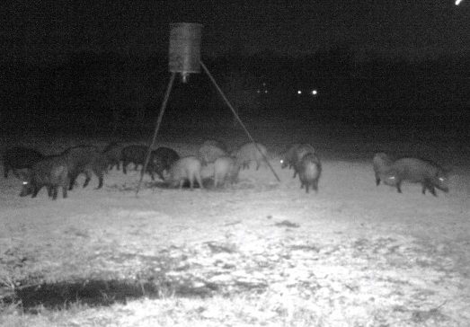 Wild hogs can be destructive. #TexasHomesteader 