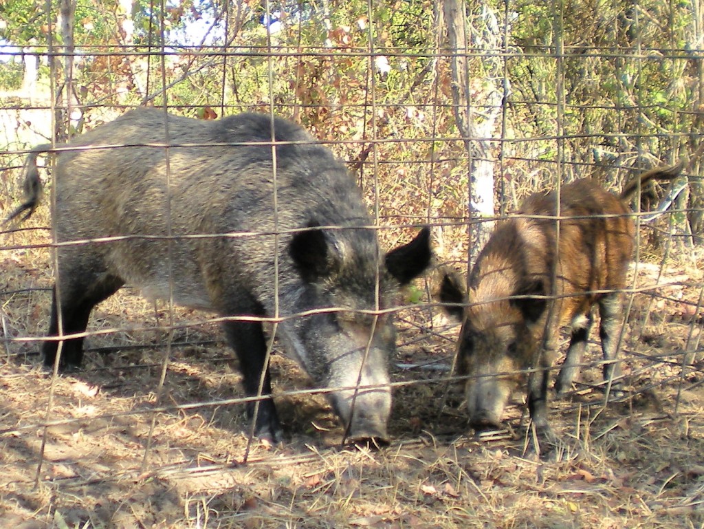 WILD HOGS: Making the Best of a Bad Situation! Wild hogs cause lots of damage to pastures, but they can also provide food #TexasHomesteader