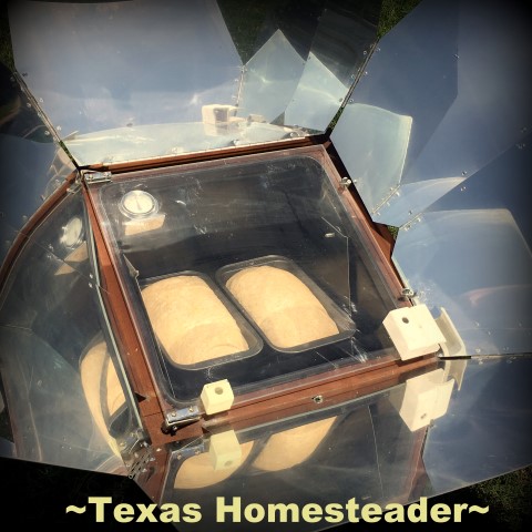 I use my solar oven to bake bread outside. #TexasHomesteader