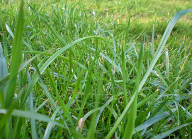 Green grass. Times are tough for me with a frightening cancer diagnosis. But there's still much I see around me every day that makes me smile. #TexasHomesteader