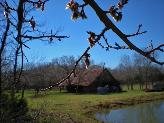 Old barn. Times are tough for me with a frightening cancer diagnosis. But there's still much I see around me every day that makes me smile. #TexasHomesteader