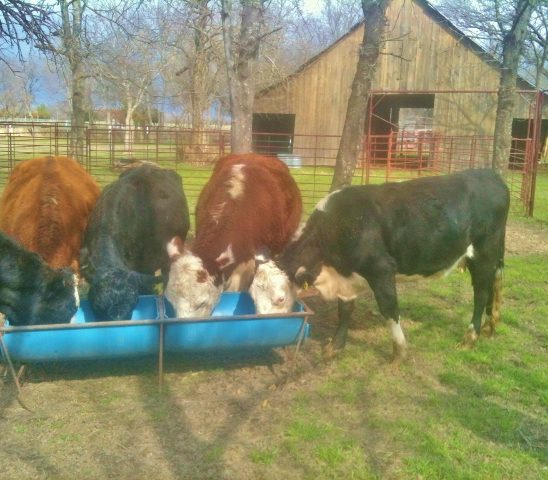 We raise registered Hereford cattle but we also raise stocker cattle each year to balance out our pasture grass. #TexasHomesteader