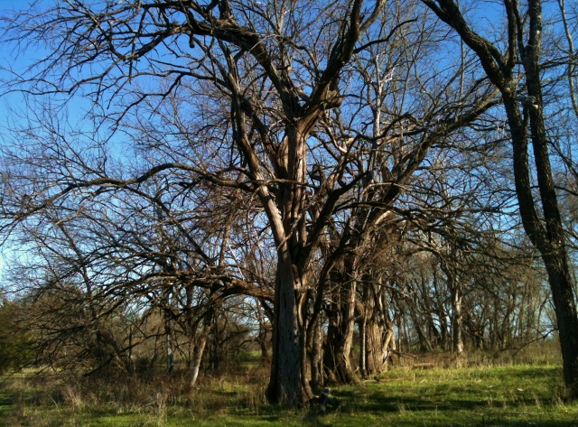 Beautiful Bois d'Arc trees are plentiful on our NE Texas Homestead. The wood is rot resistant and very helpful on the homestead. #TexasHomesteader