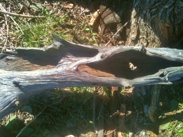 Bois d'Arc log with interesting texture, used for decorative landscaping purposes. #TexasHomesteader