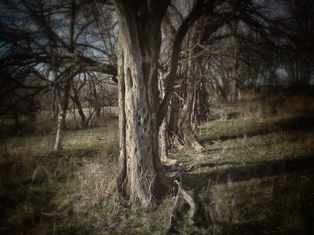 Bois d'Arc trees in old, abandoned fence line. #TexasHomesteader