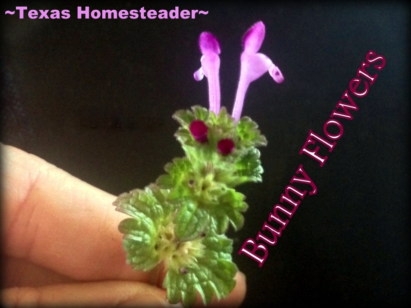 Henbit is a member of the mint family. To my young daughter they looked like bunnies.. #TexasHomesteader