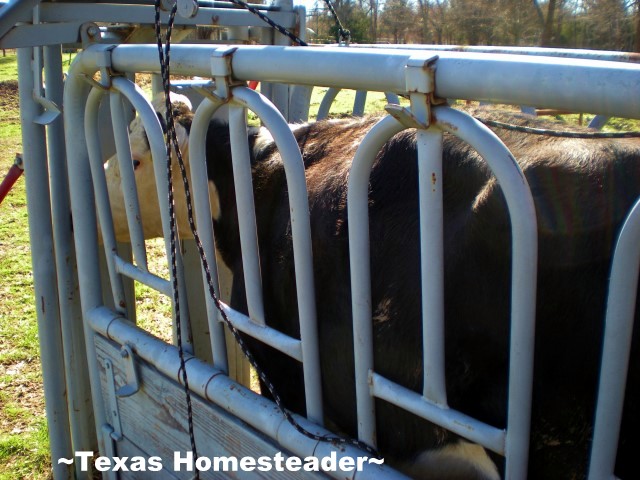 Working cattle in squeeze chute. #TexasHomesteader