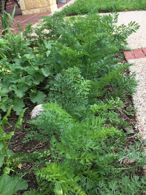 Carrots with their lacy leaves work well in an edible landscape plan. #TexasHomesteader