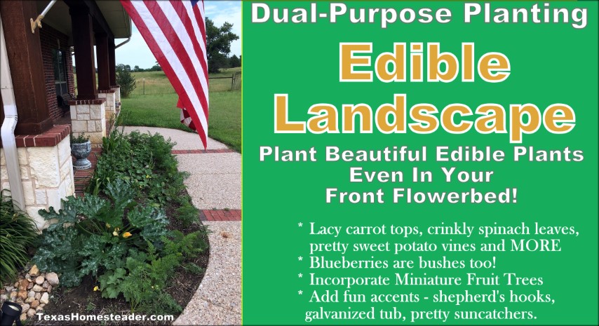 Edible landscape squash carrots flowerbed food dual purpose plants. #TexasHomesteader