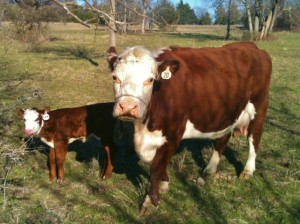 Ranching is a wonderful life filled with many delights. But it can be a hard life too. See what we struggle with. #TexasHomesteader