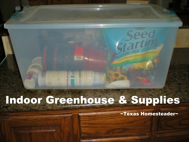 A clear plastic tote is used as my indoor greenhouse for starting vegetable seeds each year. #TexasHomesteader