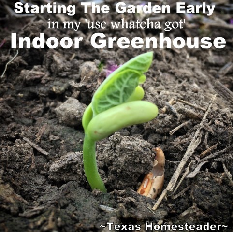 Start Your Veggie Garden Early. I plant heirloom seeds & have seedlings in the spring. Check Out What I Use For An Indoor Greenhouse! #TexasHomesteader