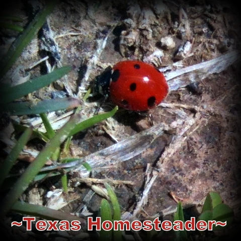 Lady bug. Spring is almost here. Loving life here in NE Texas. #TexasHomesteader