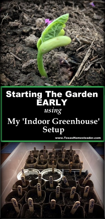 I like to plant heirloom seeds, but I want actual seedlings to go into my garden as early as possible. Come see my 'indoor greenhouse' setup. #TexasHomesteader