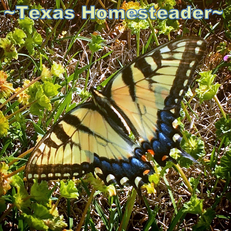 Swallowtail butterfly in Texas. #TexasHomesteader