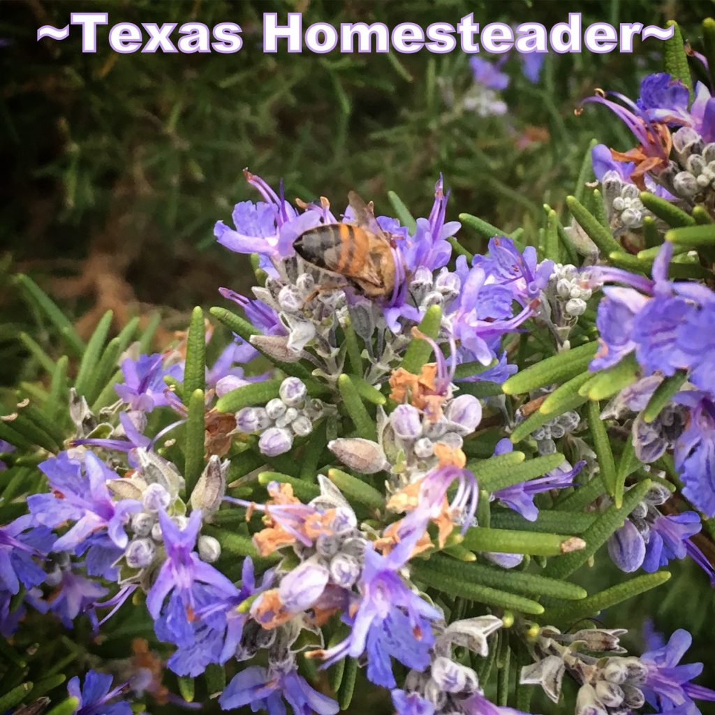 Rosemary blooms with honeybee. It's a wondrous world in the country, especially when viewed through a city-girl's eyes. Come see & experience with me #TexasHomesteader