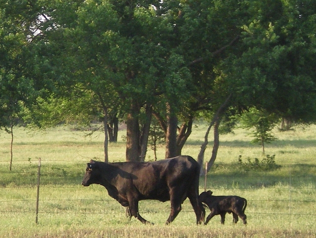 A Trip was certainly fun but there's NO place like home! We love our ranch in Northeast Texas & we had a surprise waiting when we got home. #TexasHomesteader